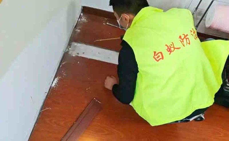 白蚁治理工作结束后降低白蚁复发的十个技巧