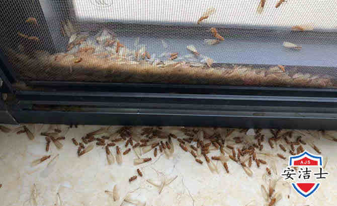 家俱桌椅白蚁防治