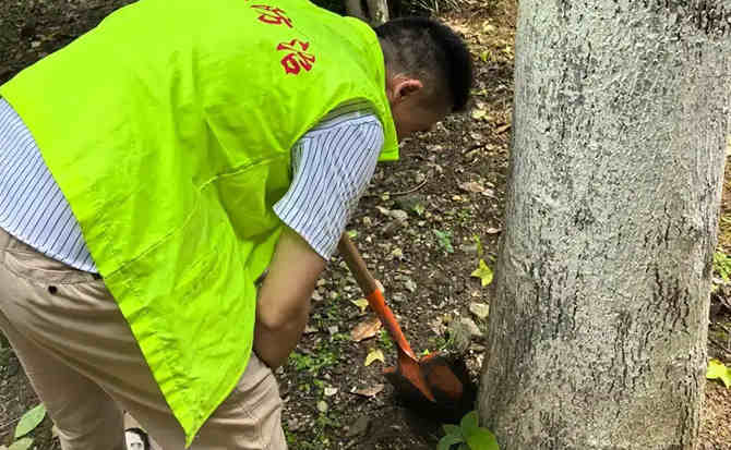 树木除白蚁案例